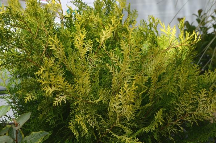 Chamaecyparis obtusa Conschlecht&trade;