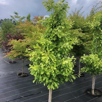 Ginkgo biloba Autumn Gold