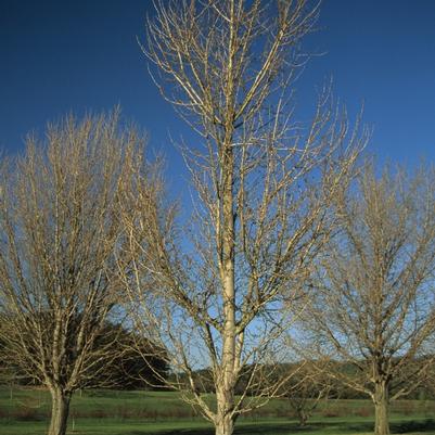 Ginkgo biloba Princeton Sentry&reg;