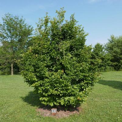 Parrotia persica Persian Spire&trade;