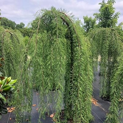 Taxodium distichum Cascade Falls