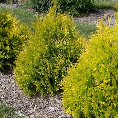 Thuja occidentalis Lemon Burst&trade;