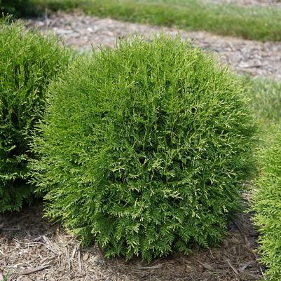 Thuja occidentalis Planet Earth&trade;