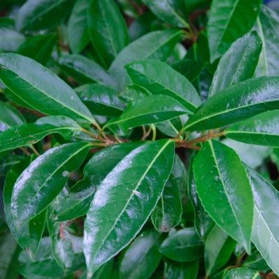 Viburnum awabuki Chindo