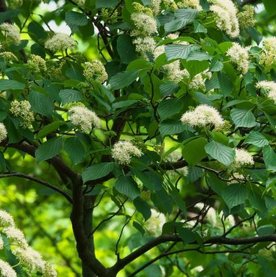 Cornus alternifolia 