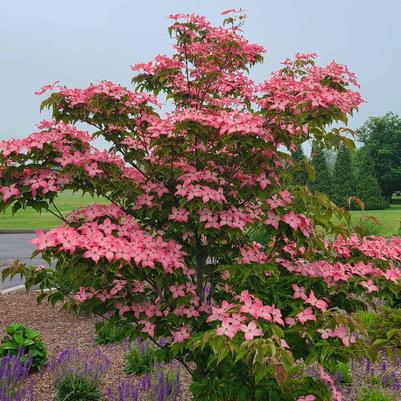 Cornus kousa Scarlet Fire&trade;