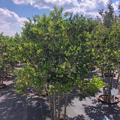 Ligustrum japonicum Davidson Hardy