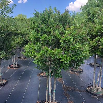 Ligustrum japonicum Recurvifolium