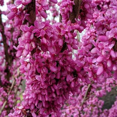 Cercis chinensis Kay's Early Hope