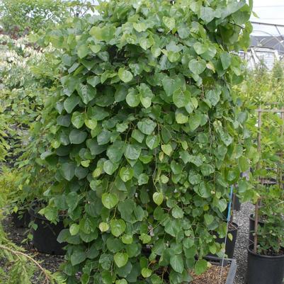 Cercis canadensis var texensis Traveller