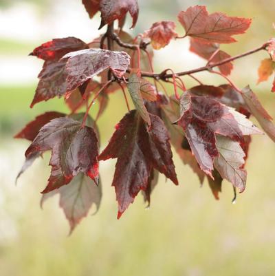 Acer rubrum Summer Sensation