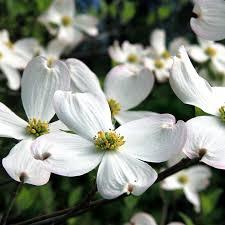Cornus florida Super Princess
