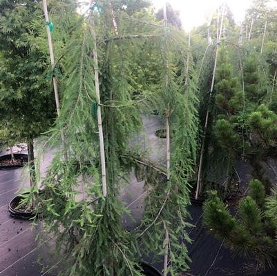 Taxodium distichum Cascade Falls