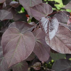 Cercis canadensis Velvet Hearts