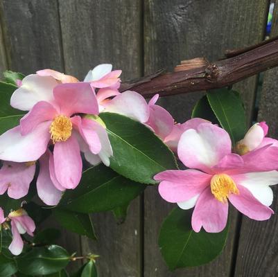 Camellia sasanqua Yume