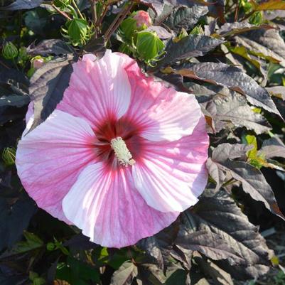 Hibiscus Starry Starry Night