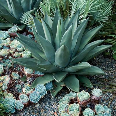 Agave Sharkskin