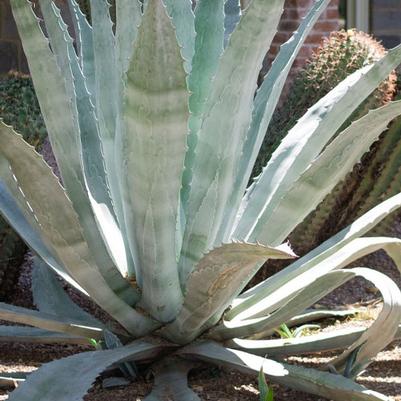 Agave americana 