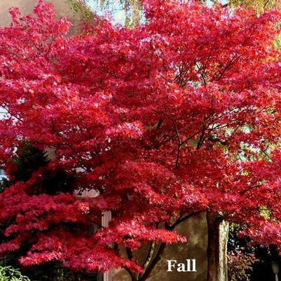 Acer palmatum Hefner's Red