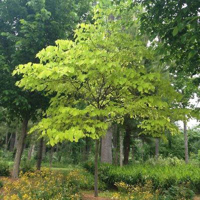 Cercis canadensis Hearts of Gold
