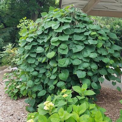 Cercis canadensis Green Machine