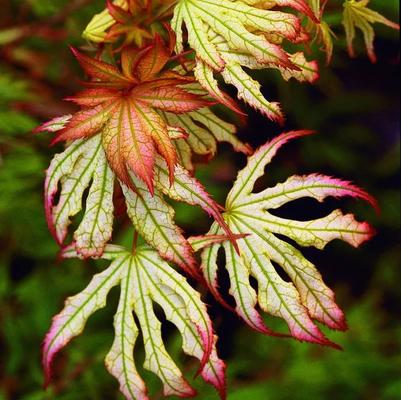 Acer palmatum First Ghost