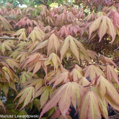 Acer palmatum Aka Shigitatsu Sawa