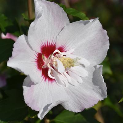 Hibiscus syriacus Fiji