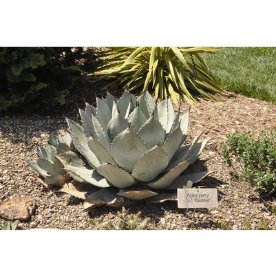 Agave parryi JC Raulston