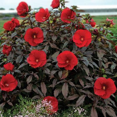 Hibiscus moscheutos Midnight Marvel